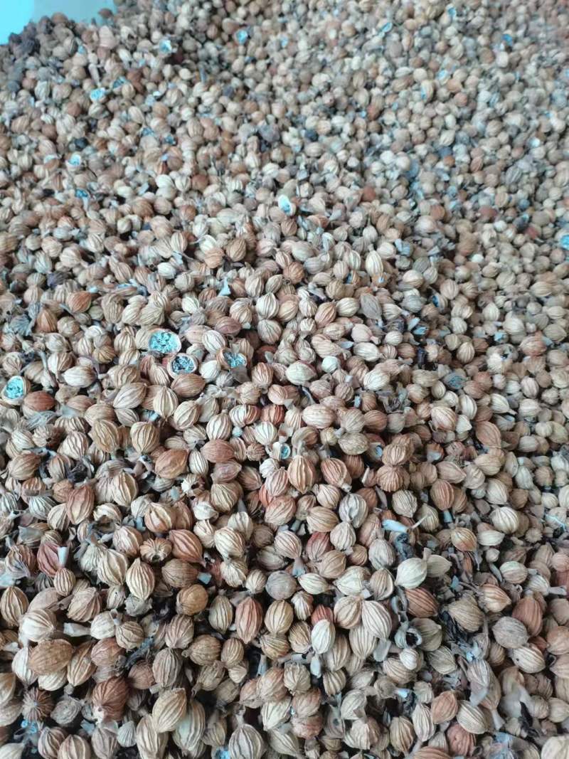 香砂仁砂仁香砂无硫无添加全国发货一手货源