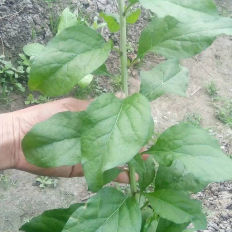 食用枸菜杞苗大叶用枸杞菜苗种子新鲜叶枸杞叶苗阳台盆栽种植