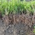 食用枸菜杞苗大叶用枸杞菜苗种子新鲜叶枸杞叶苗阳台盆栽种植
