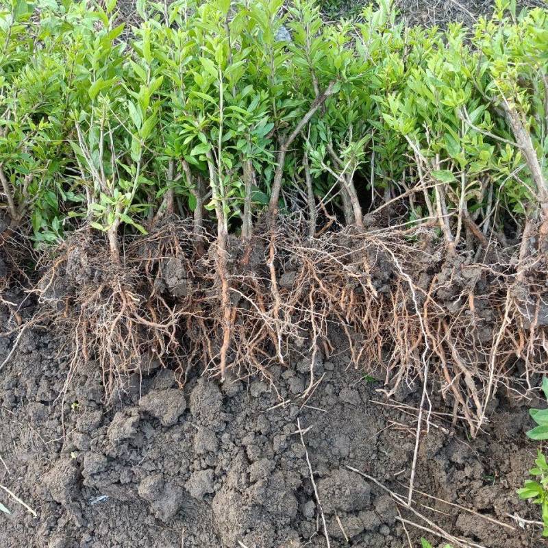 食用枸菜杞苗大叶用枸杞菜苗种子新鲜叶枸杞叶苗阳台盆栽种植