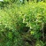 食用枸菜杞苗大叶用枸杞菜苗种子新鲜叶枸杞叶苗阳台盆栽种植
