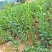 食用枸菜杞苗大叶用枸杞菜苗种子新鲜叶枸杞叶苗阳台盆栽种植