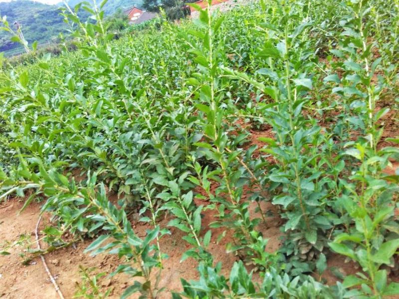 食用枸菜杞苗大叶用枸杞菜苗种子新鲜叶枸杞叶苗阳台盆栽种植