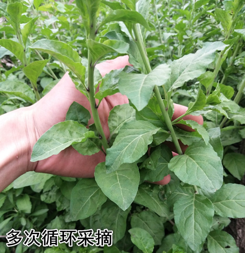 食用枸菜杞苗大叶用枸杞菜苗种子新鲜叶枸杞叶苗阳台盆栽种植
