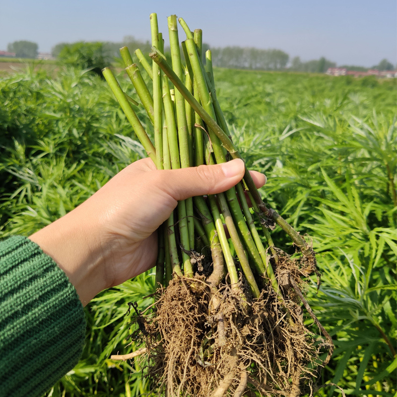 藜蒿苗芦蒿种籽苗泥蒿根茎柳蒿种子苗多年生蔬菜新鲜苗根苗