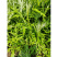 藜蒿苗芦蒿种籽苗泥蒿根茎柳蒿种子苗多年生蔬菜新鲜苗根苗