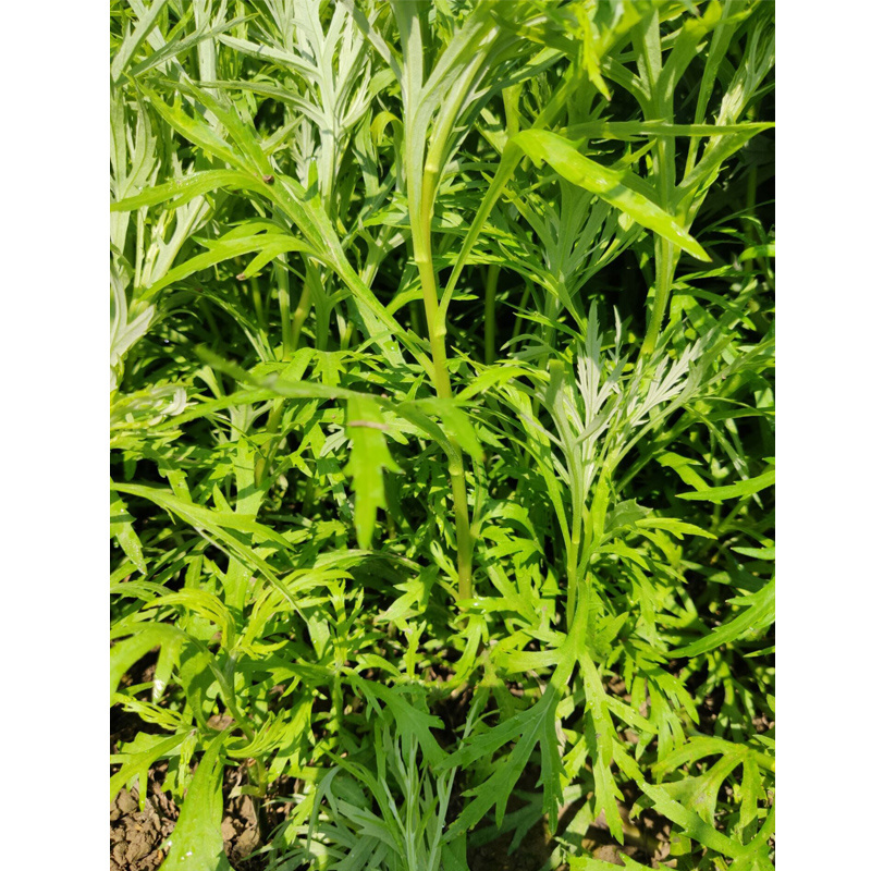 藜蒿苗芦蒿种籽苗泥蒿根茎柳蒿种子苗多年生蔬菜新鲜苗根苗
