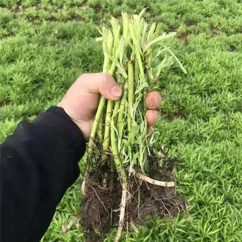 藜蒿苗芦蒿种籽苗泥蒿根茎柳蒿种子苗多年生蔬菜新鲜苗根苗