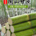 陶山甘蔗青皮甘蔗手撕甘蔗礼品盒包装整捆可批发