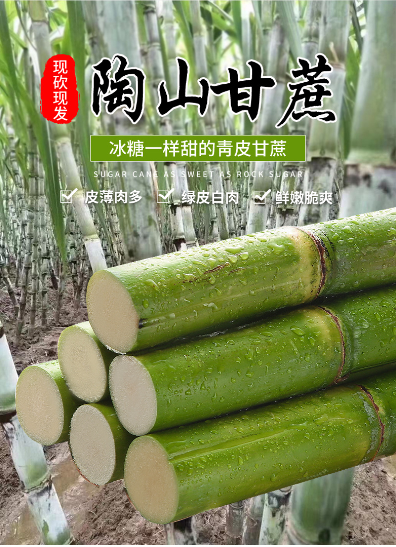 陶山甘蔗青皮甘蔗手撕甘蔗礼品盒包装整捆可批发