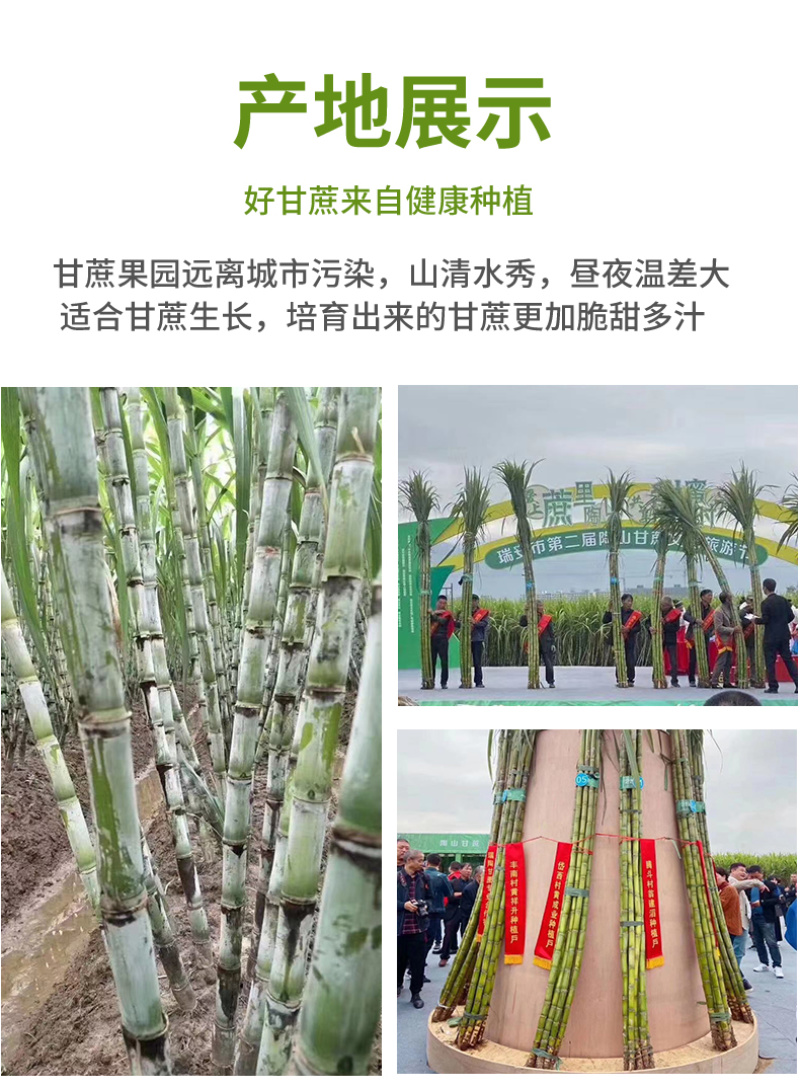 陶山甘蔗陶山果蔗青皮果蔗手撕甘蔗自产整根