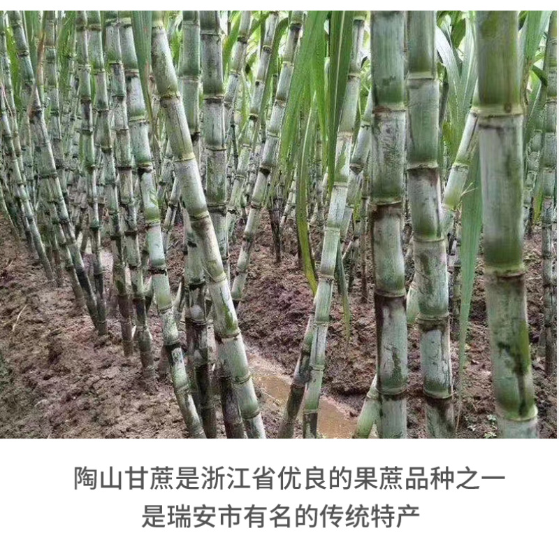 陶山甘蔗陶山果蔗青皮果蔗手撕甘蔗自产整根