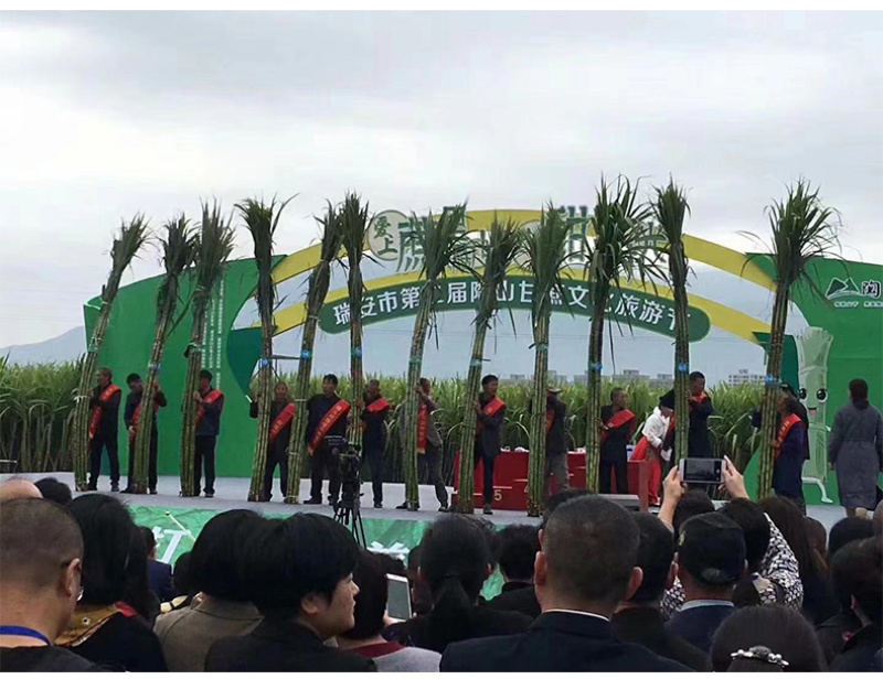 陶山甘蔗陶山果蔗青皮果蔗手撕甘蔗自产整根