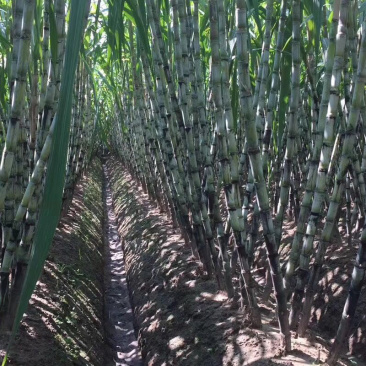 陶山甘蔗陶山果蔗青皮果蔗手撕甘蔗自产整根