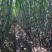 陶山甘蔗陶山果蔗青皮果蔗手撕甘蔗自产整根