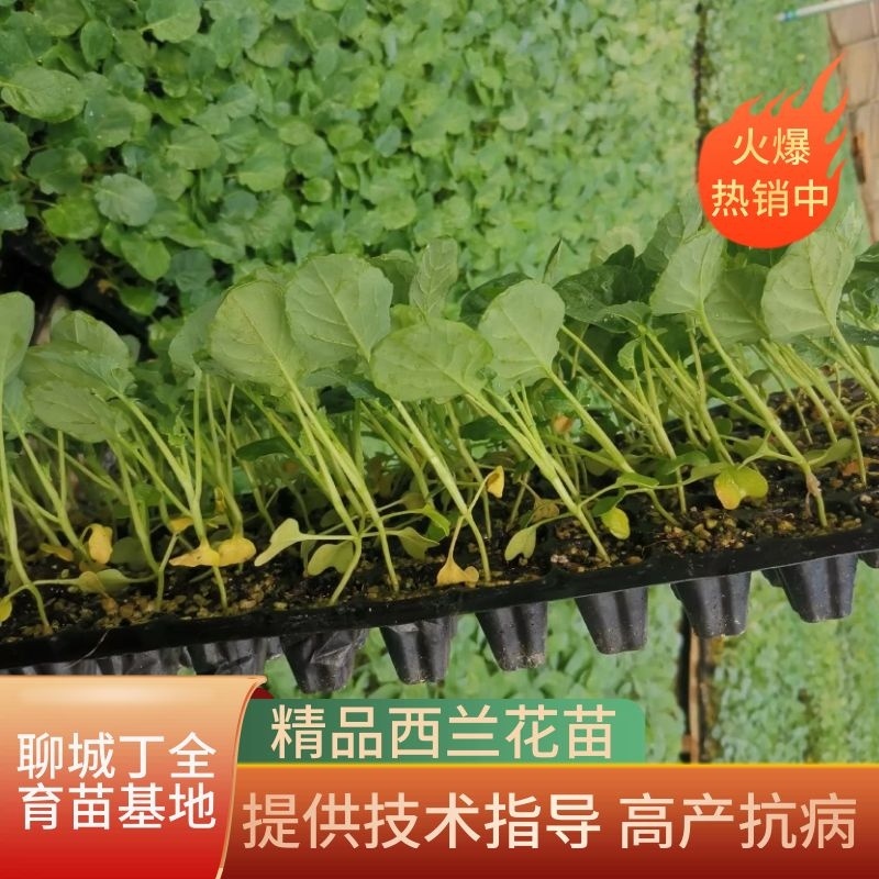 西兰花，炎秀，耐寒优秀，一手货源，厂家直销，抗病高产