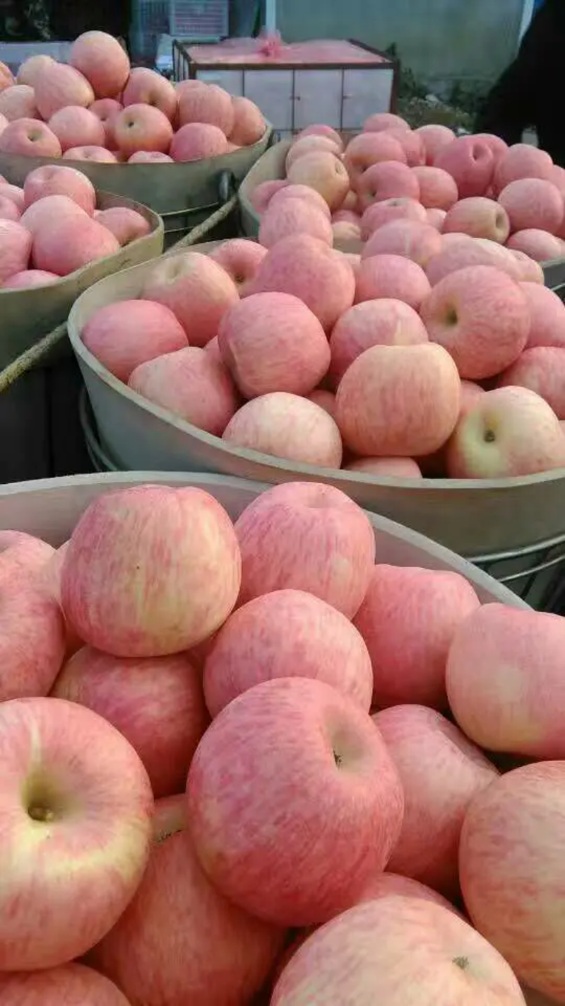 苹果，红富士苹果，口感脆甜，保质保量，一手货源，欢迎选购