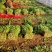 河北皇妃芹菜，棵均匀根白杆亮供应各大市场超市欢迎各地客商