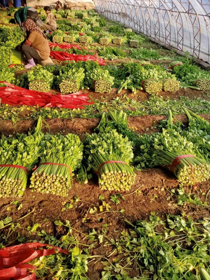 河北皇妃芹菜，棵均匀根白杆亮供应各大市场超市欢迎各地客商