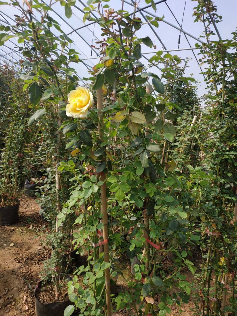 藤本月季/爬藤月季/丰花月季/花色齐全带土发货
