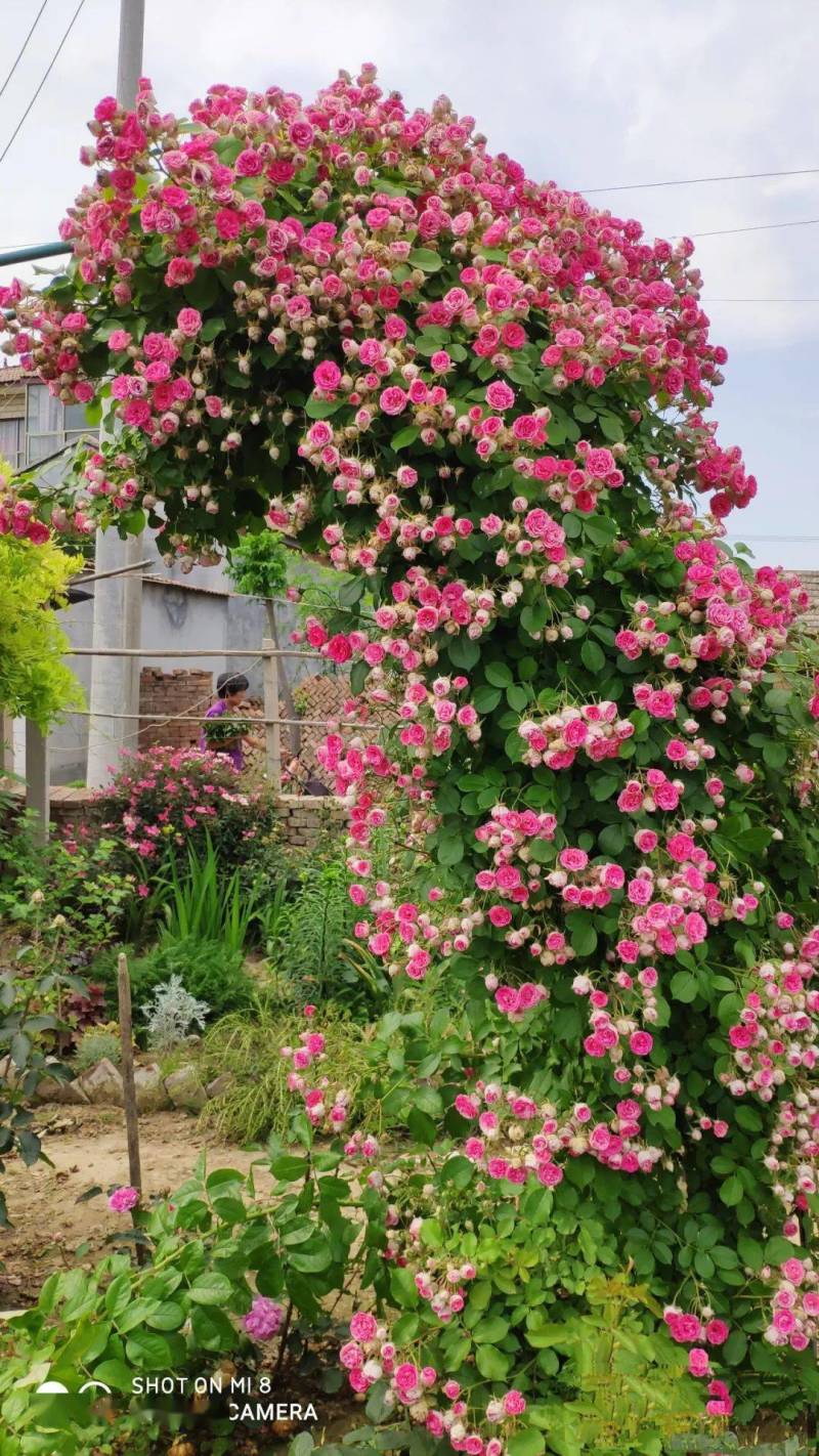 藤本月季/爬藤月季/丰花月季/花色齐全带土发货