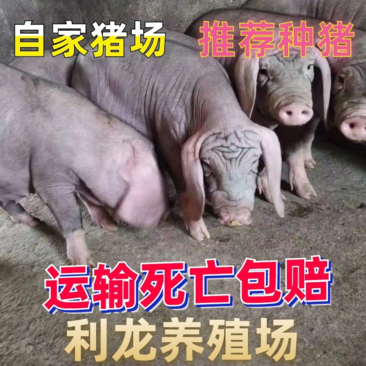 太湖母猪推荐种猪猪场原种一代纯种太湖猪场家直销保质