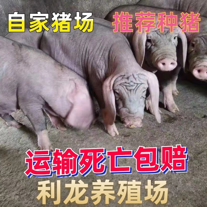 太湖母猪推荐种猪猪场原种一代纯种太湖猪场家直销保质