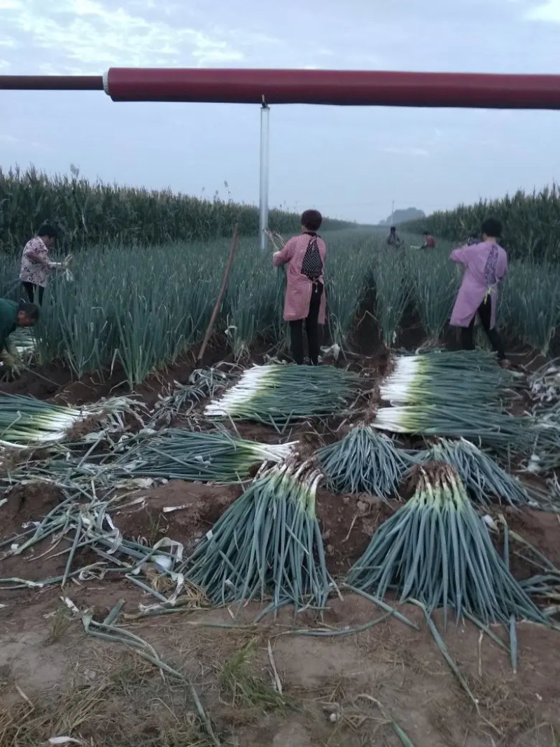 河北大葱长白大葱大量有货产地直供视频看货品质保证诚信经营