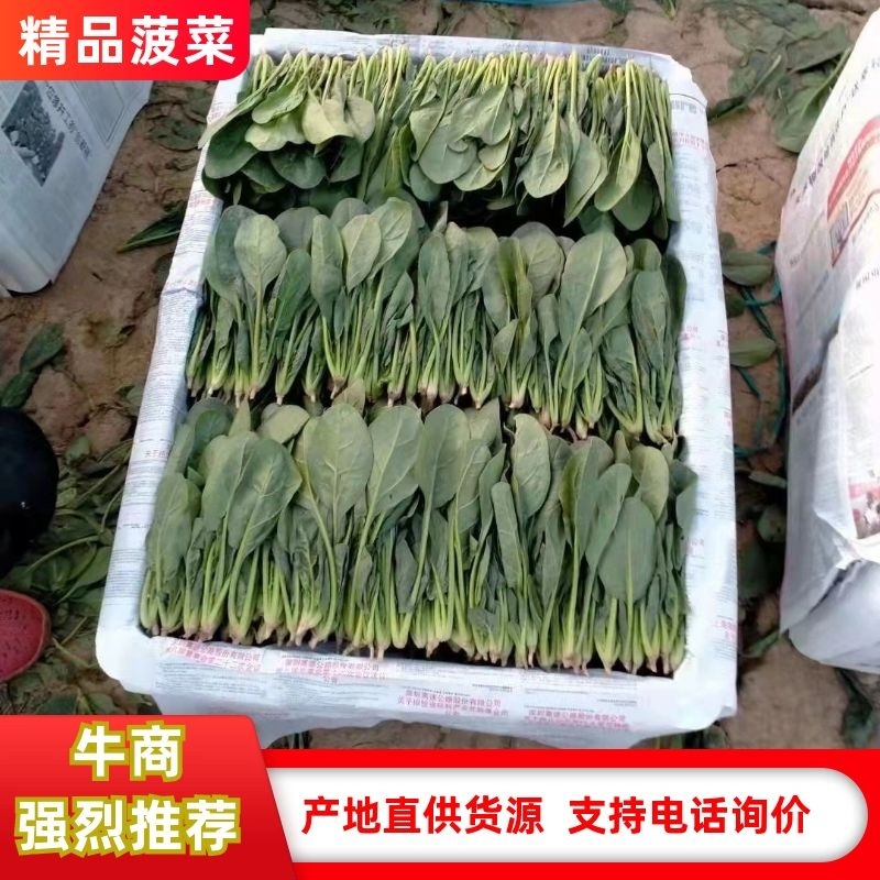 【实力代收】【热卖菠菜】大叶菠菜滨洲惠民万亩基地直供市场