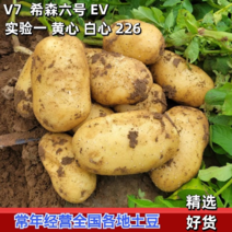 内蒙古土豆精品黄心土豆大量供应中产地直供质量保证