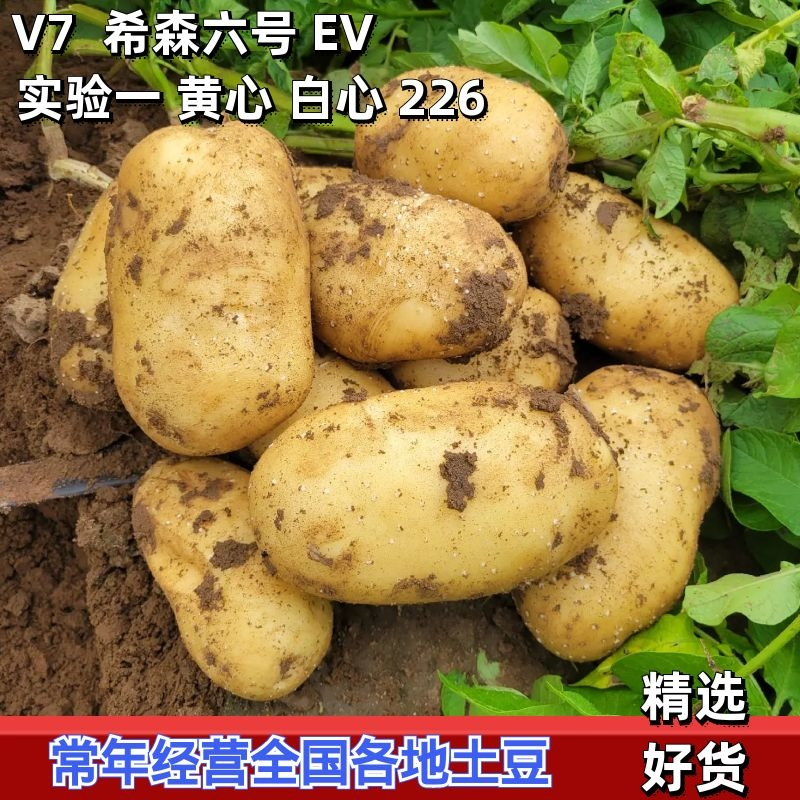 内蒙古土豆精品黄心土豆大量供应中产地直供质量保证