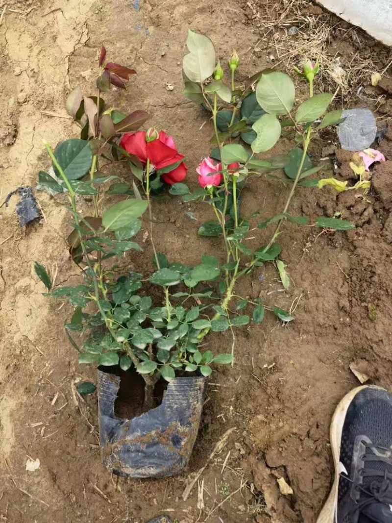 地被月季/灌木月季/月季小苗高度60厘米丰花月季