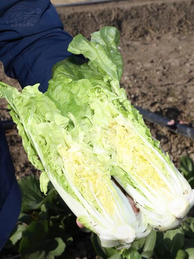 常年有货基地供应精品快菜品质保证，欢迎咨询