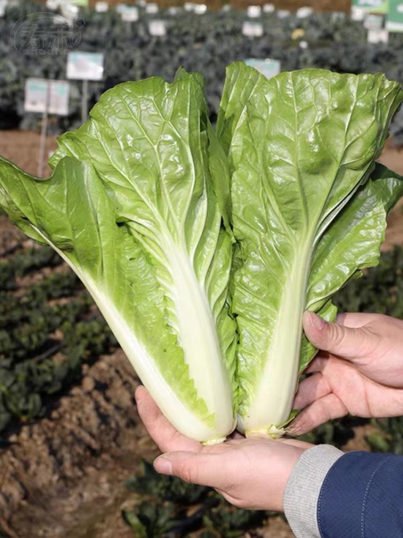 常年有货基地供应精品快菜品质保证，欢迎咨询