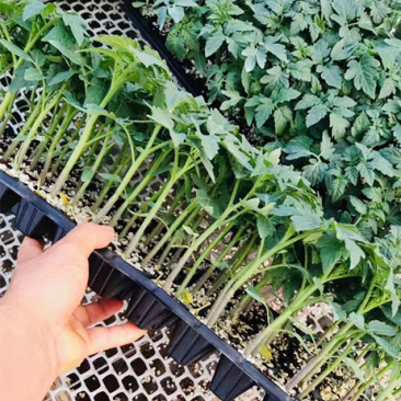 硬粉西红柿苗大粉番茄苗秋延越冬早春西红柿苗番茄种苗