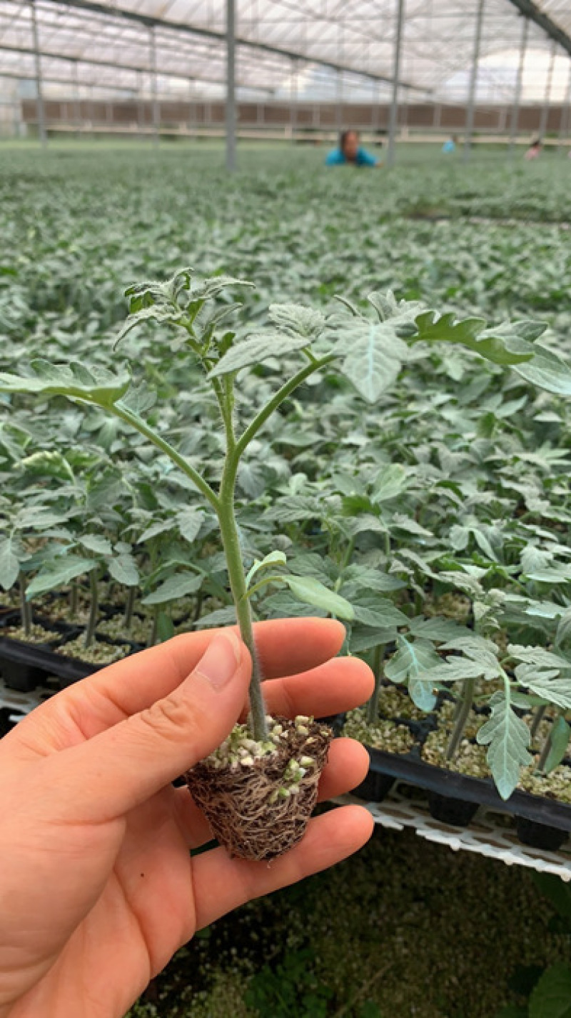 硬粉西红柿苗大粉番茄苗秋延越冬早春西红柿苗番茄种苗