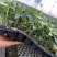 硬粉西红柿苗大粉番茄苗秋延越冬早春西红柿苗番茄种苗