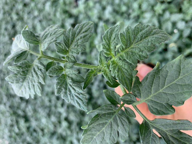 硬粉西红柿苗大粉番茄苗秋延越冬早春西红柿苗番茄种苗