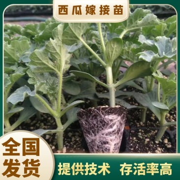 美都嫁接苗，两叶一心根系发达，欢迎各位与我联系