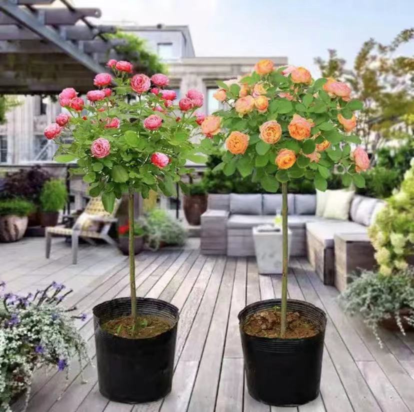 粉妆舞棒棒糖月季在家庭庭院中的应用实景