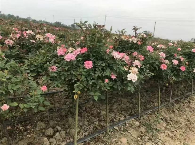 棒棒糖月季标准造型展示