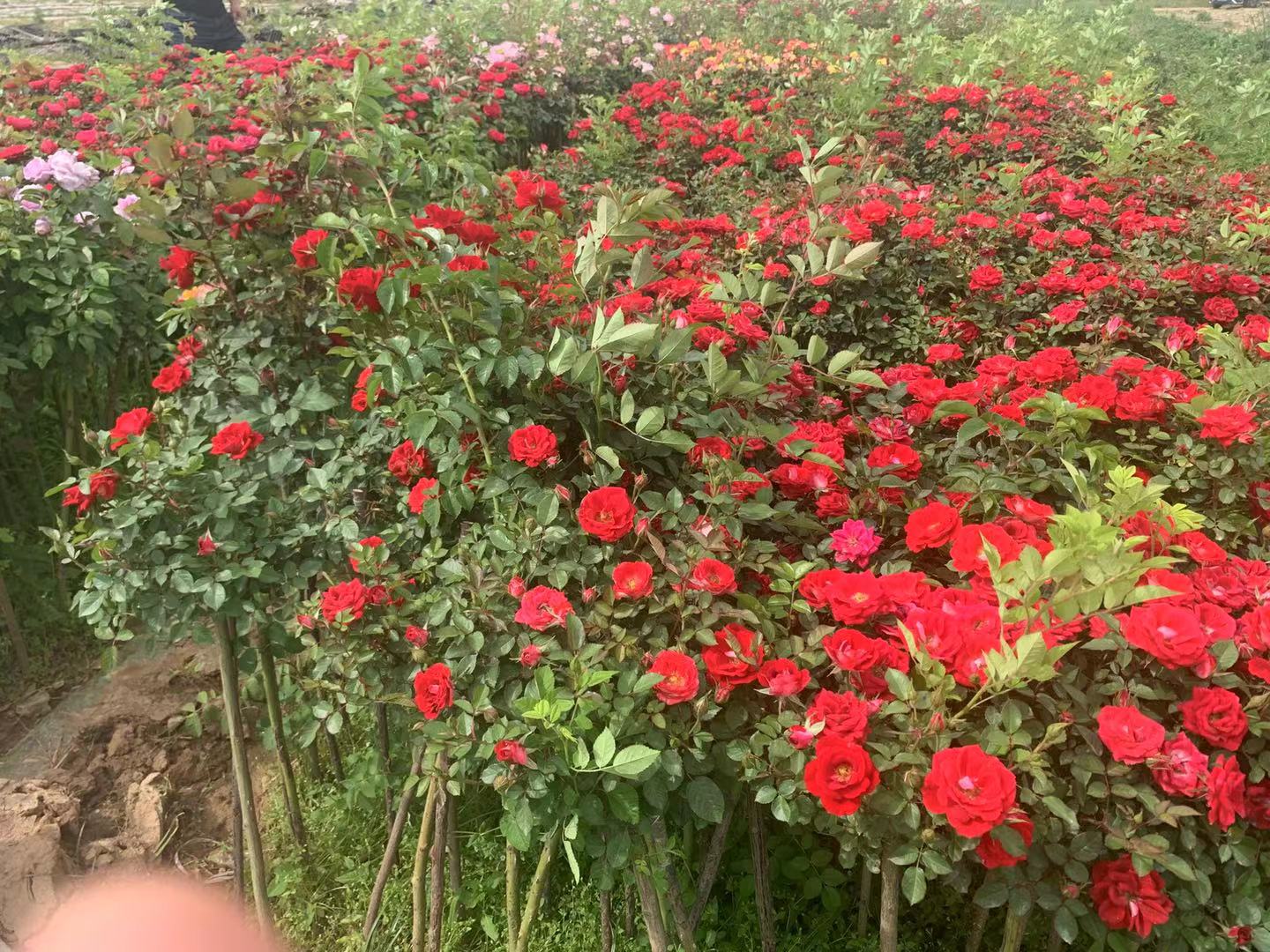 展示棒棒糖月季在云南、江苏、山东、广东等地种植的表现图,体现不同气候下的花量与花色差异 棒棒糖月季在不同地区种植表现图
