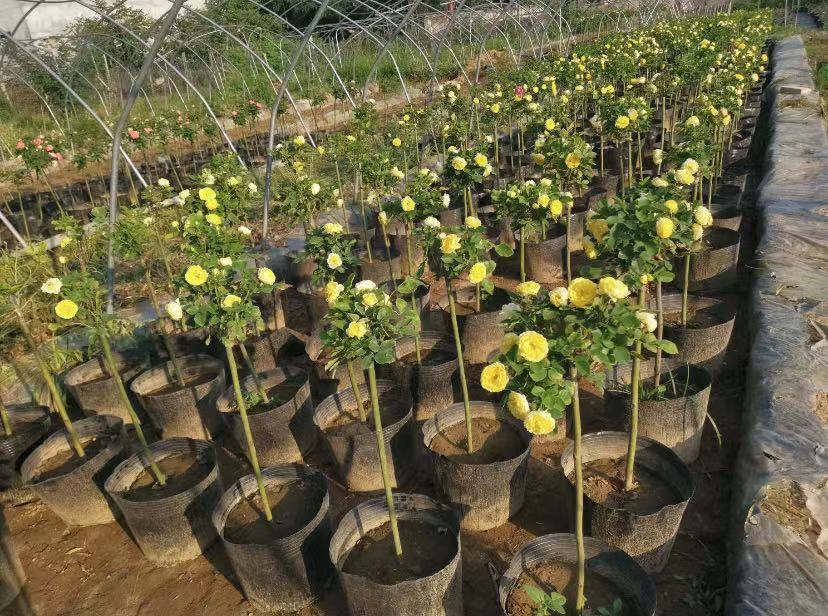 大花月季实验室检测场景