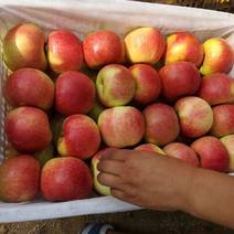 【推荐】河北美八苹果产地直供走货快质量保证