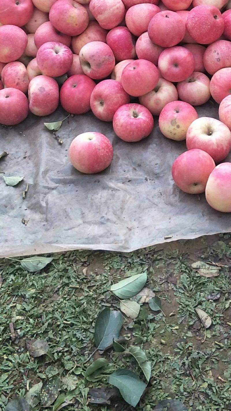 【推荐】河北斗南苹果皮薄光滑无锈大量供应视频看货