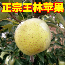 【精品推荐】河北深州王林苹果产地直供大量供应中