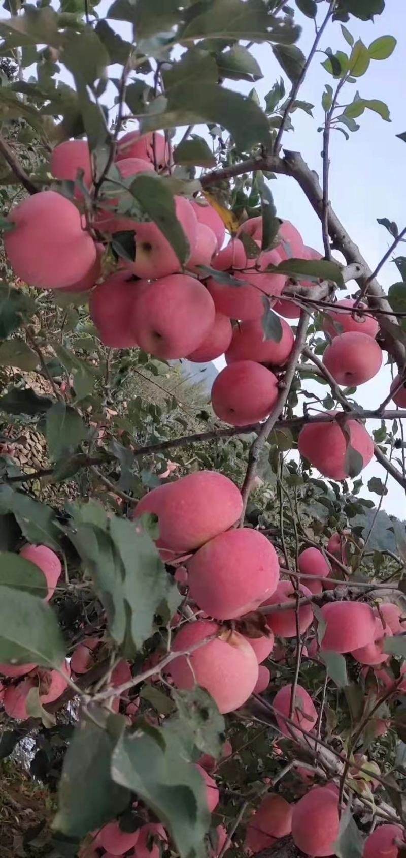 苹果膜带红富士苹果量大有货产地直销品质保证