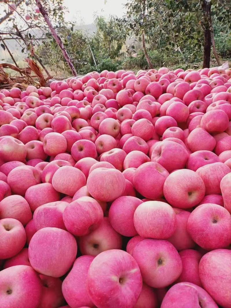 陕西咸阳地区纸袋红富士苹果精品红富士产地直销一手货源