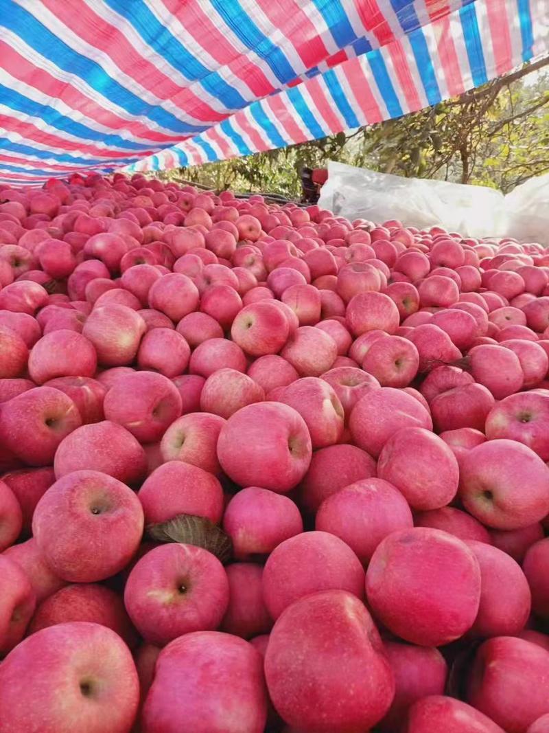 陕西咸阳地区纸袋红富士苹果精品红富士产地直销一手货源