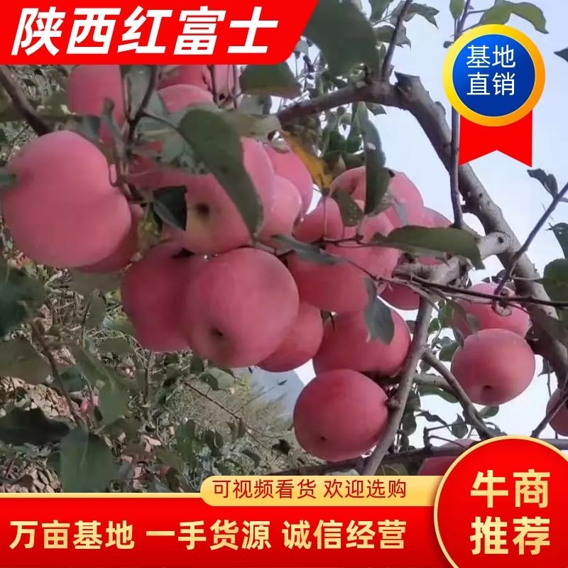 苹果膜带红富士苹果量大有货产地直销品质保证